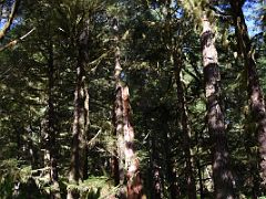 11E Large Western Red Cedar Tree In The Alaska Rainforest Sanctuary Near Ketchikan Alaska